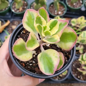 Kalanchoe fedtschenkoi 'Aurora Borealis' Live Succulent Plant - Indoor/Outdoor - Image 6