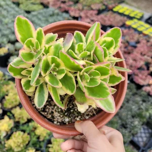 Kalanchoe fedtschenkoi 'Aurora Borealis' Live Succulent Plant - Indoor/Outdoor - Image 7