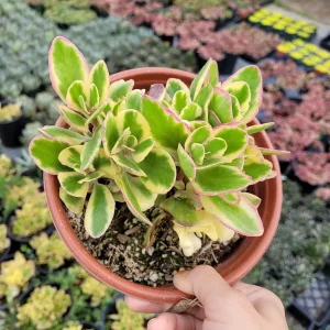Kalanchoe fedtschenkoi 'Aurora Borealis' Live Succulent Plant - Indoor/Outdoor - Image 8