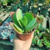 Kalanchoe Luciae Live Plant – Flapjack Succulent – Paddle Plant – 4in Pot – Indoor/Outdoor - Image 1