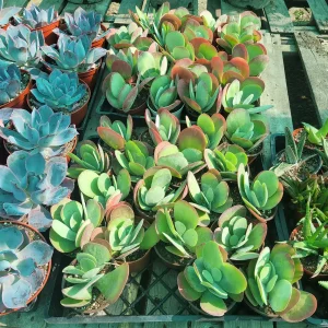 Kalanchoe Luciae Live Plant – Flapjack Succulent – Paddle Plant – 4in Pot – Indoor/Outdoor - Image 2