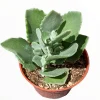 Kalanchoe millotii Millot Kalanchoe Live Succulent Plant - Drought Tolerant - Image 1