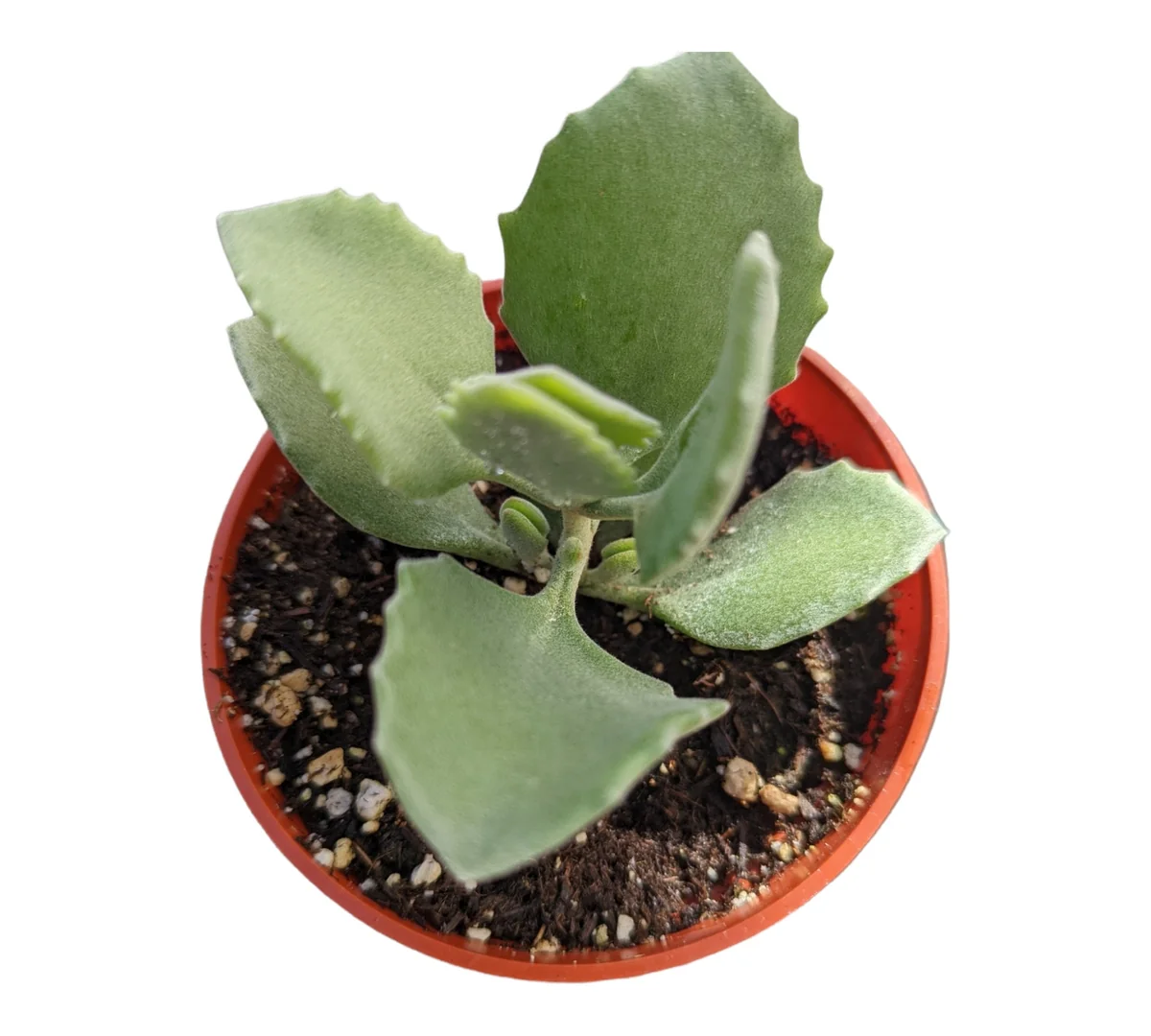 Kalanchoe millotii Millot Kalanchoe Live Succulent Plant - Drought Tolerant - Image 4