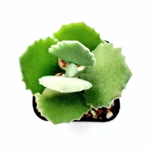 Kalanchoe millotii Millot Kalanchoe Live Succulent Plant - Drought Tolerant - Image 6
