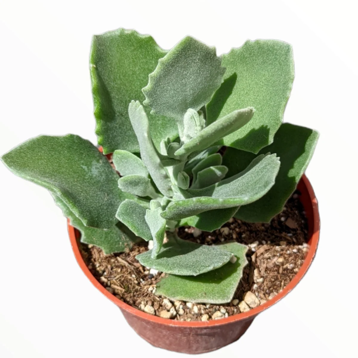 Kalanchoe millotii Millot Kalanchoe Live Succulent Plant - Drought Tolerant - Image 1