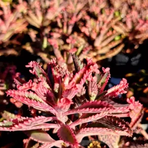 Kalanchoe Pink Butterflies Seeds - Mother of Thousands Rare Succulent - 15+ Seeds - Image 2