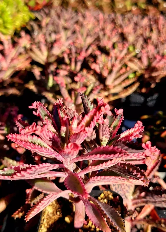 Kalanchoe Pink Butterflies Seeds - Mother of Thousands Rare Succulent - 15+ Seeds - Image 2