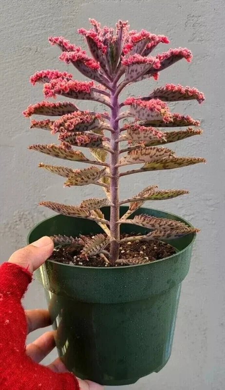 Kalanchoe Pink Butterflies Seeds - Mother of Thousands Rare Succulent - 15+ Seeds - Image 3