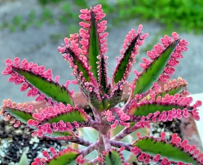 Kalanchoe Pink Butterflies Seeds - Mother of Thousands Rare Succulent - 15+ Seeds - Image 1