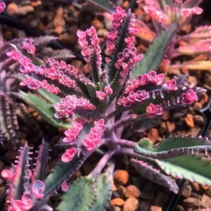 Kalanchoe Pink Butterfly Live Plant - 2 Inch Pot - Variegated Succulent - Indoor Outdoor - Image 2