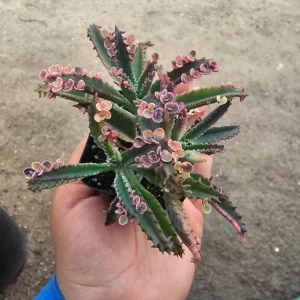 Kalanchoe Pink Butterfly Live Plant - 2 Inch Pot - Variegated Succulent - Indoor Outdoor - Image 3