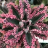 Kalanchoe Pink Butterfly Live Plant - 2 Inch Pot - Variegated Succulent - Indoor Outdoor - Image 1