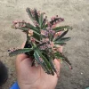 Kalanchoe Pink Butterfly Variegated Succulent Live Plant 2in Pot Rare - Image 1