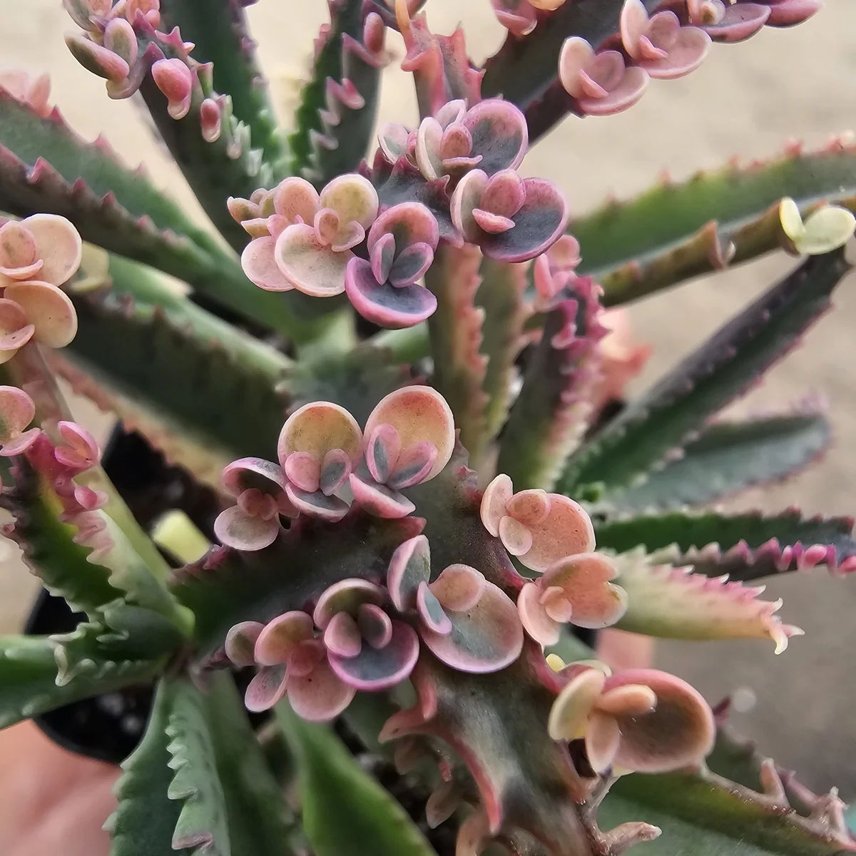 Kalanchoe Pink Butterfly Variegated Succulent Live Plant 2in Pot Rare - Image 3