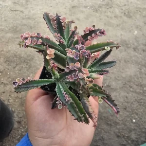Kalanchoe Pink Butterfly Variegated Succulent Live Plant 2in Pot Rare - Image 1