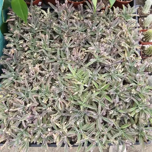 Kalanchoe Pink Butterfly Variegated Succulent Live Plant 2in Pot Rare - Image 4