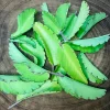 Kalanchoe Pinnata Live Plant Leaves - 15 Count for Propagation & Herbal Use - Image 1