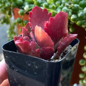 Kalanchoe Sexangularis Tugela Cliff-kalanchoe Live Succulent Plant in 2 inch Pot - Image 3