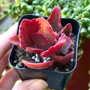 Kalanchoe Sexangularis Tugela Cliff-kalanchoe Live Succulent Plant in 2 inch Pot - Image 1