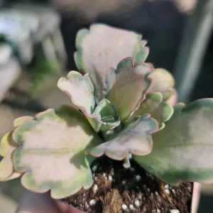 Kalanchoe Stained Glass Live Plant - 2 inch Pot Starter Succulent Houseplant - Image 2