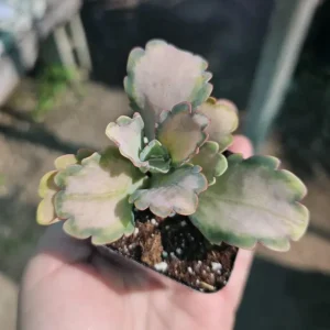 Kalanchoe Stained Glass Live Plant - 2 inch Pot Starter Succulent Houseplant - Image 1