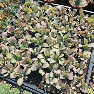 Kalanchoe Stained Glass Live Plant - 2 inch Pot Starter Succulent Houseplant - Image 3