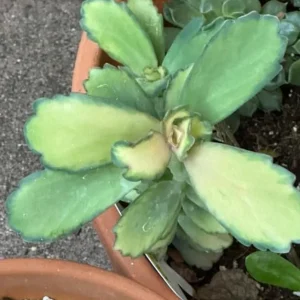 Kalanchoe Stained Glass Live Plant - 4 Inch Pot Succulent Houseplant - Image 2