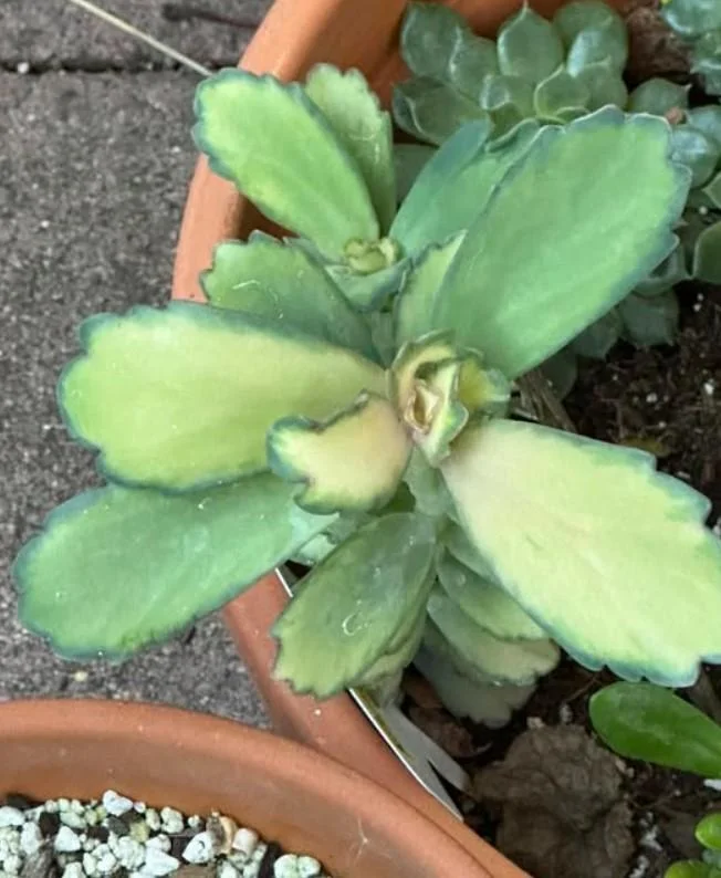 Kalanchoe Stained Glass Live Plant - 4 Inch Pot Succulent Houseplant - Image 2