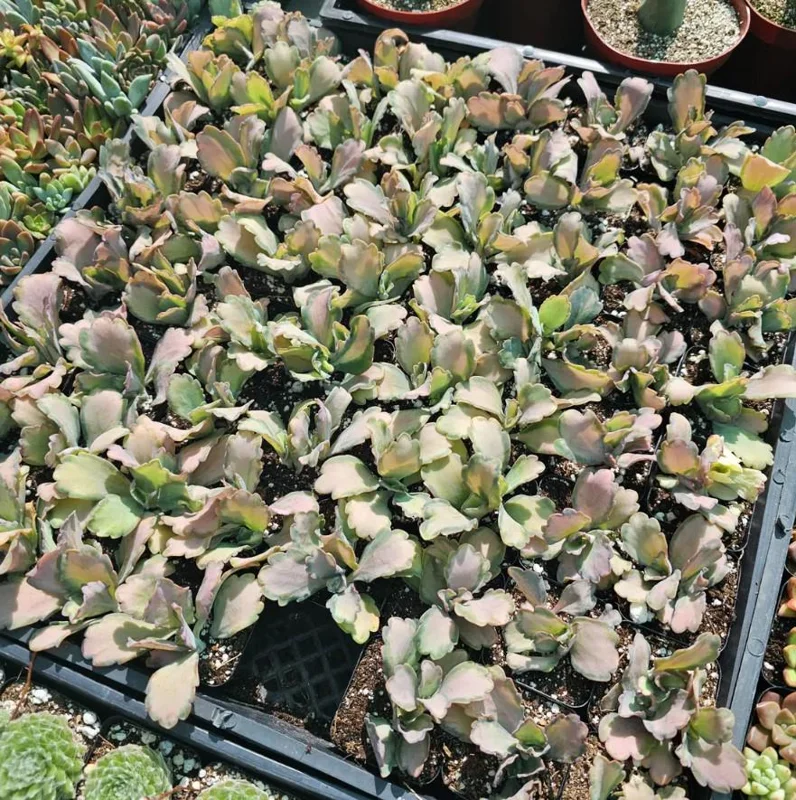 Kalanchoe Stained Glass Live Plant - 4 Inch Pot Succulent Houseplant - Image 3
