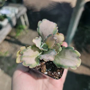 Kalanchoe Stained Glass Live Plant - Pink Variegated Succulent - 2in or 4in Pot - Image 3