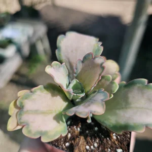 Kalanchoe Stained Glass Live Plant - Pink Variegated Succulent - 2in or 4in Pot - Image 4
