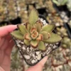 Kalanchoe Tomentosa Chocolate Soldier Live Succulent Plant 2 inch Pot - Image 1