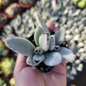 Kalanchoe Tomentosa Panda Plant Live Succulent | 2in or 4in Pot | Indoor - Image 2