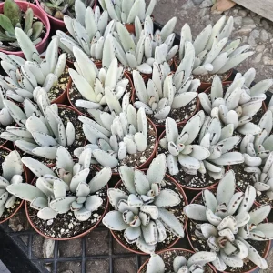 Kalanchoe Tomentosa Panda Plant Live Succulent | 2in or 4in Pot | Indoor - Image 3