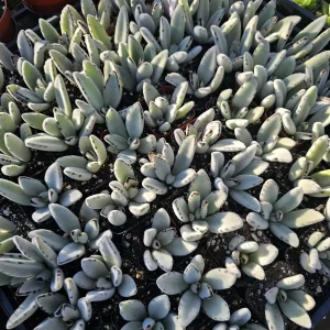 Kalanchoe Tomentosa Panda Plant Live Succulent | 2in or 4in Pot | Indoor - Image 4