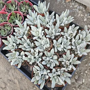 Kalanchoe Tomentosa Panda Plant Live Succulent | 2in or 4in Pot | Indoor - Image 6