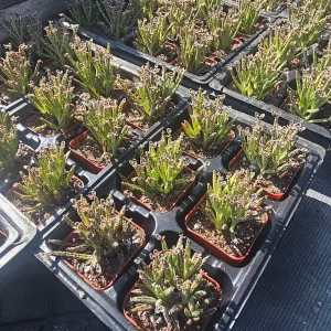 Kalanchoe tubiflora Live Plant – Mother of Millions – 2in Pot – Indoor/Outdoor Succulent - Image 2