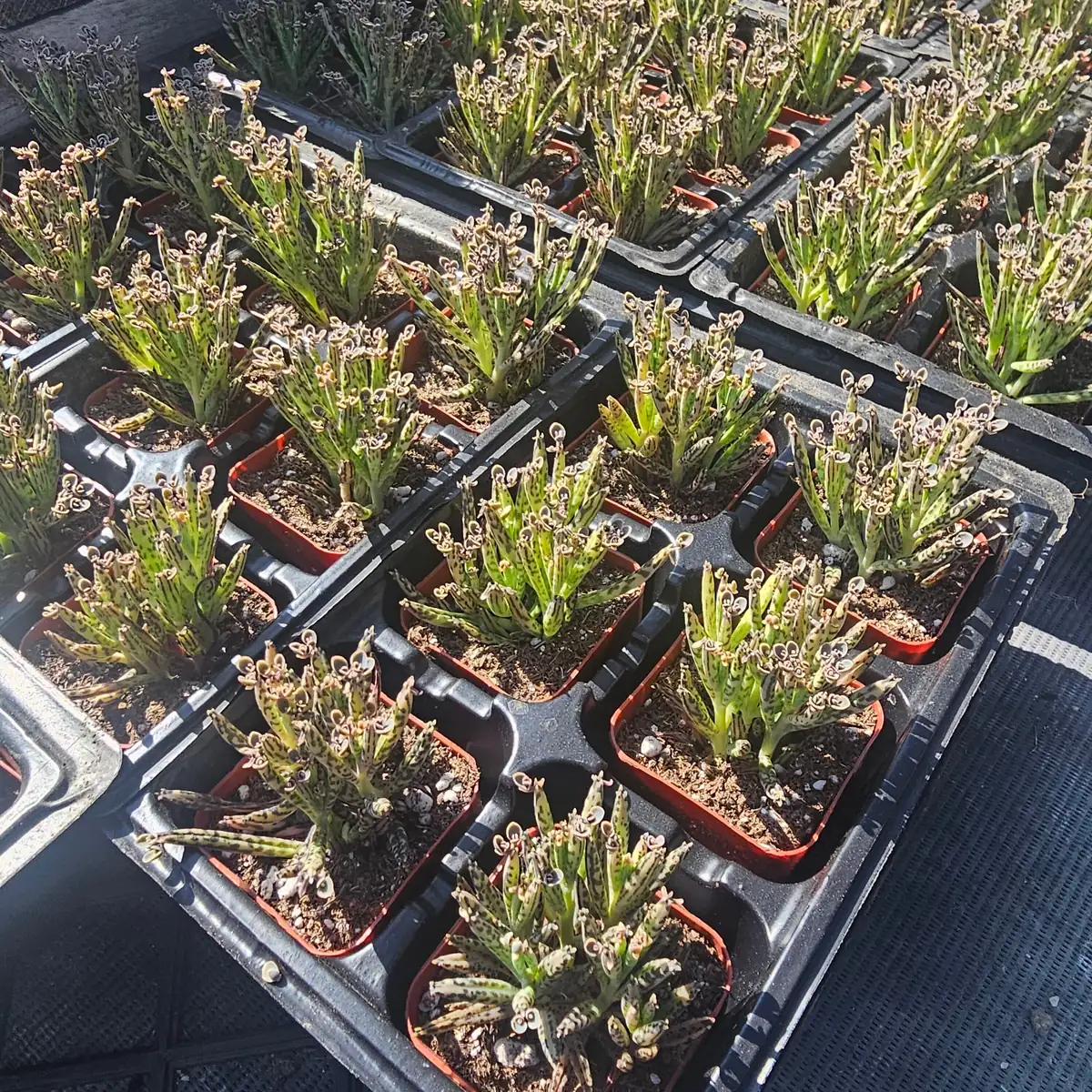 Kalanchoe tubiflora Live Plant – Mother of Millions – 2in Pot – Indoor/Outdoor Succulent - Image 2