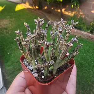 Kalanchoe tubiflora Live Plant – Mother of Millions – 2in Pot – Indoor/Outdoor Succulent - Image 4