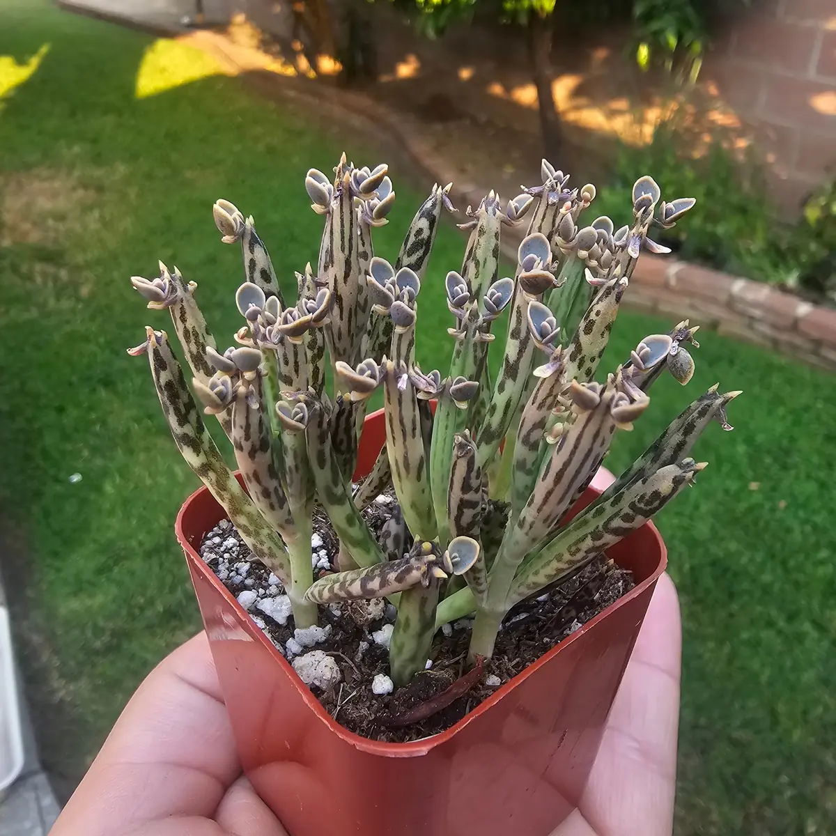 Kalanchoe tubiflora Live Plant – Mother of Millions – 2in Pot – Indoor/Outdoor Succulent - Image 4