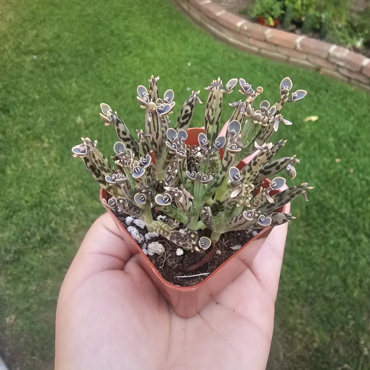 Kalanchoe tubiflora Live Plant – Mother of Millions – 2in Pot – Indoor/Outdoor Succulent - Image 6