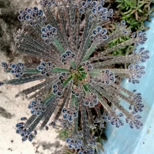 Kalanchoe tubiflora Mother of Millions Live Plant – 2 inch Pot Starter Succulent - Image 2