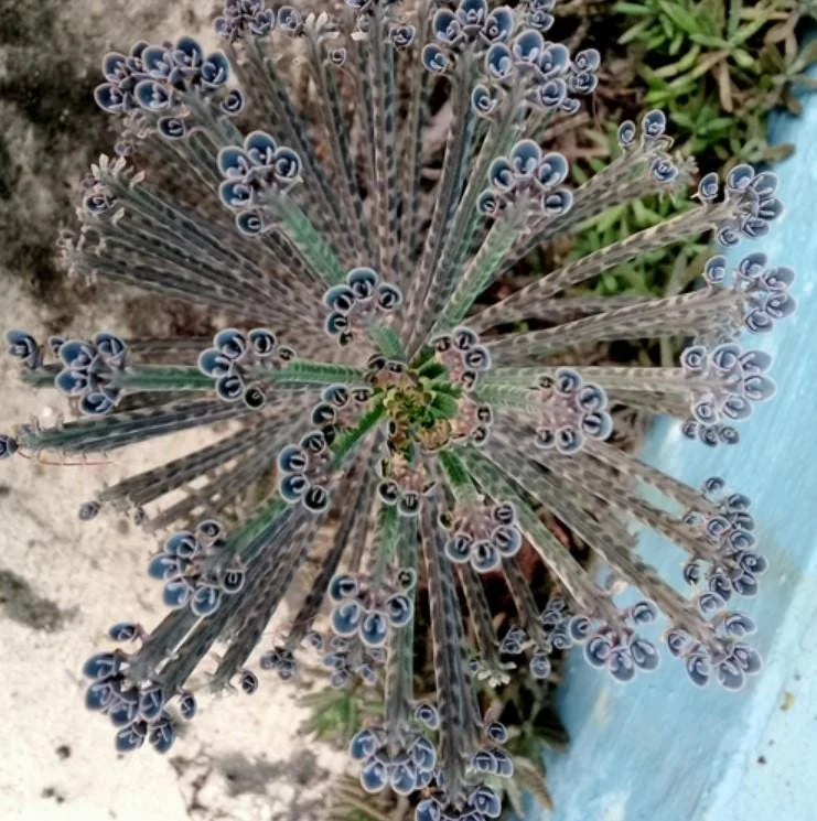 Kalanchoe tubiflora Mother of Millions Live Plant – 2 inch Pot Starter Succulent - Image 2