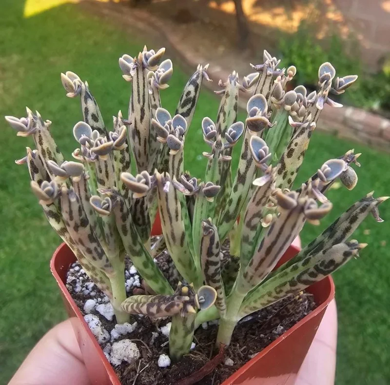 Kalanchoe tubiflora Mother of Millions Live Plant – 2 inch Pot Starter Succulent - Image 5