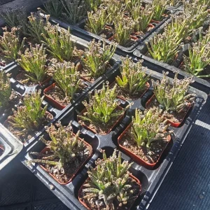 Kalanchoe tubiflora Mother of Millions Live Plant – 2 inch Pot Starter Succulent - Image 6