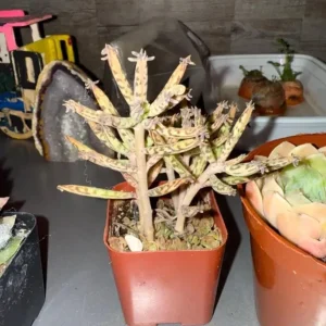 Kalanchoe tubiflora Mother of Millions Live Plant – 2 inch Pot Starter Succulent - Image 7