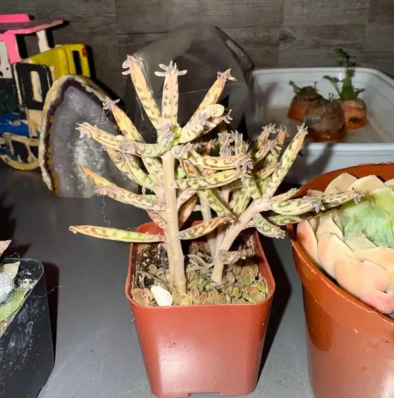 Kalanchoe tubiflora Mother of Millions Live Plant – 2 inch Pot Starter Succulent - Image 7