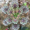 Kalanchoe tubiflora Mother of Millions Live Plant – 2 inch Pot Starter Succulent - Image 1