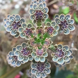 Kalanchoe tubiflora Mother of Millions Live Plant – 2 inch Pot Starter Succulent - Image 1