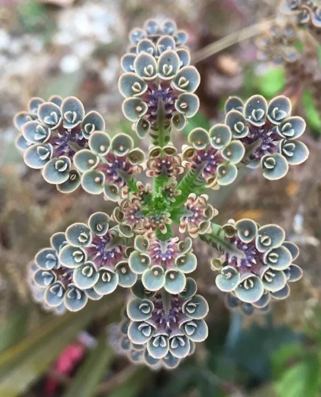 Kalanchoe tubiflora Mother of Millions Live Plant – 2 inch Pot Starter Succulent - Image 1